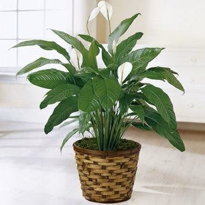 Peace Lily